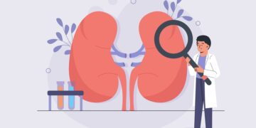 Scientists Create “Assembloids,” a Major Breakthrough in Lab-Grown Kidneys
